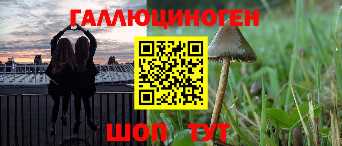 Галлюциногенные грибы Psilocybine cubensis Ейск